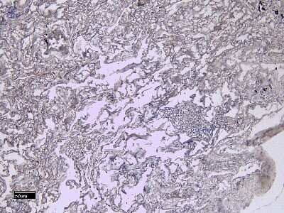 Immunohistochemistry-Paraffin: AIF-1/Iba1 Antibody [NB100-2833]