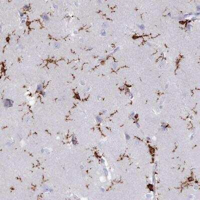 Immunohistochemistry-Paraffin: AIF-1/Iba1 Antibody [NBP2-14276]