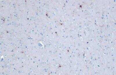 Immunohistochemistry-Paraffin: AIF-1/Iba1 Antibody [NBP2-16908]