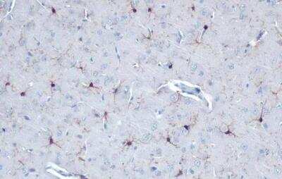 Immunohistochemistry-Paraffin: AIF-1/Iba1 Antibody [NBP2-16908]