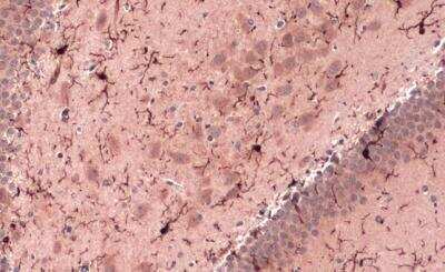 Immunohistochemistry-Paraffin: AIF-1/Iba1 Antibody [NBP2-19019]