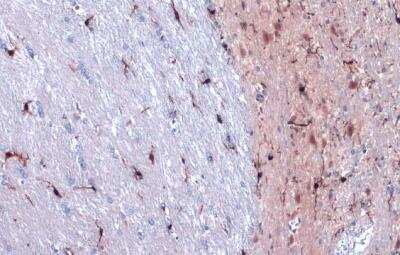 Immunohistochemistry-Paraffin: AIF-1/Iba1 Antibody [NBP2-19019]