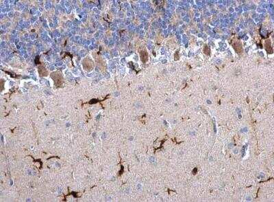 Immunohistochemistry-Paraffin: AIF-1/Iba1 Antibody [NBP2-19019]