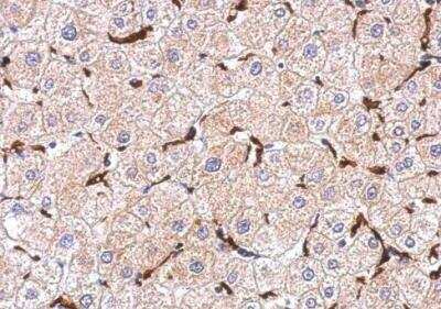 Immunohistochemistry-Paraffin: AIF-1/Iba1 Antibody [NBP2-19019]