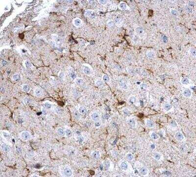 Immunohistochemistry-Paraffin: AIF-1/Iba1 Antibody [NBP2-19019]