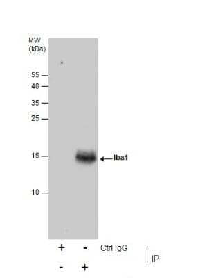 Immunoprecipitation: AIF-1/Iba1 Antibody [NBP2-16908]