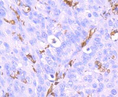 Immunohistochemistry-Paraffin: AIF-1/Iba1 Antibody (JM36-62) [NBP2-75397]