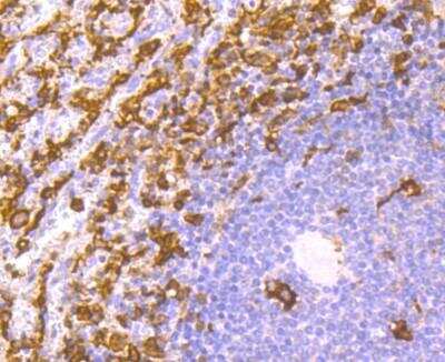 Immunohistochemistry-Paraffin: AIF-1/Iba1 Antibody (JM36-62) [NBP2-75397]