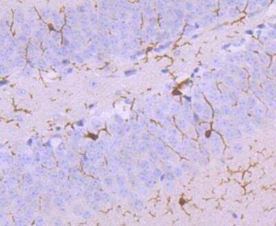 Immunohistochemistry-Paraffin: AIF-1/Iba1 Antibody (JM36-62) [NBP2-75397]