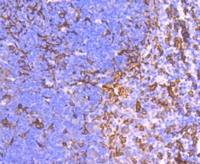 Immunohistochemistry-Paraffin: AIF-1/Iba1 Antibody (JM36-62) [NBP2-75397]