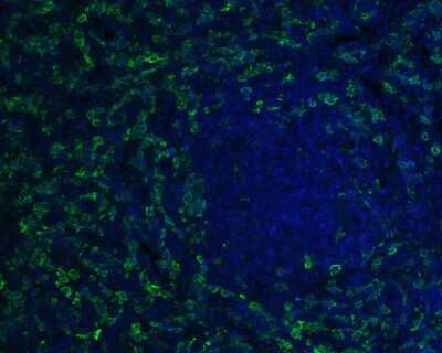 Immunohistochemistry-Paraffin: AIF-1/Iba1 Antibody (JM36-62) [NBP2-75397]