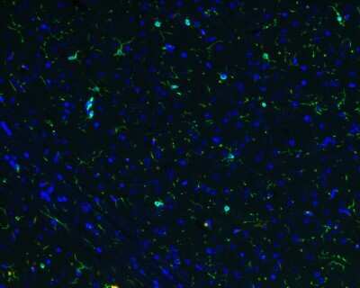 Immunohistochemistry-Paraffin: AIF-1/Iba1 Antibody (JM36-62) [NBP2-75397]