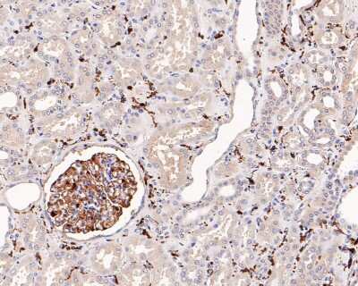 Immunohistochemistry-Paraffin: AIF-1/Iba1 Antibody (JM36-62) [NBP2-75397]