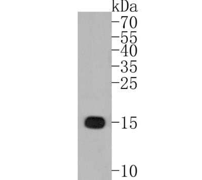 Western Blot: AIF-1/Iba1 Antibody (JM36-62) [NBP2-75397]