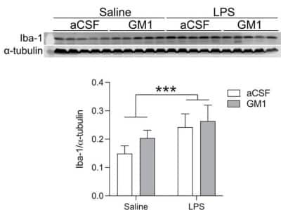 Western Blot Detection of AIF-1/Iba1 in Whole Brain Lysates