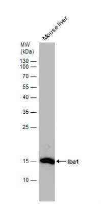 Western Blot: AIF-1/Iba1 Antibody [NBP2-19019]