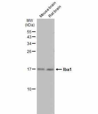 Western Blot: AIF-1/Iba1 Antibody [NBP2-19019]