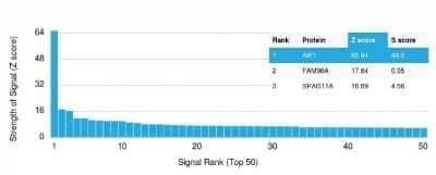 Protein Array: AIF-1/Iba1 Antibody (rAIF1/1909) [NBP2-75755]