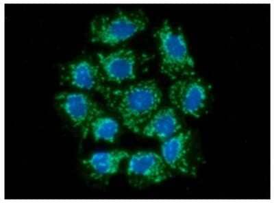 Immunocytochemistry/ Immunofluorescence: AIF Antibody (22E9)BSA Free [NBP2-59432]