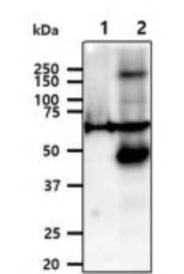 Western Blot: AIF Antibody (22E9)BSA Free [NBP2-59432]