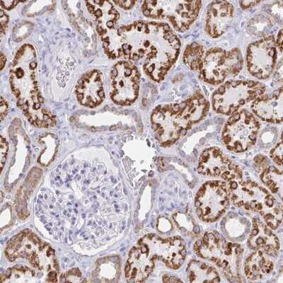 Immunohistochemistry-Paraffin: AIF Antibody [NBP2-33932]