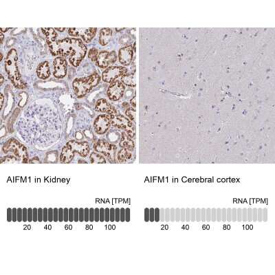 Immunohistochemistry-Paraffin: AIF Antibody [NBP2-33932]