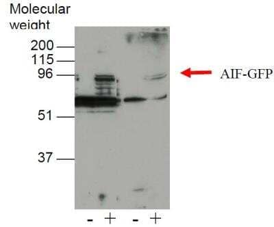 Western Blot: AIF Antibody (3C11)BSA Free [NBP2-50606]