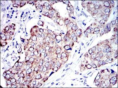 Immunohistochemistry-Paraffin: AIF Antibody (4E7) - BSA Free [NBP2-37577]