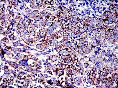 Immunohistochemistry-Paraffin: AIF Antibody (4E7) - BSA Free [NBP2-37577]