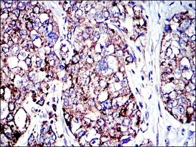 Immunohistochemistry-Paraffin: AIF Antibody (4E7) - BSA Free [NBP2-37577]