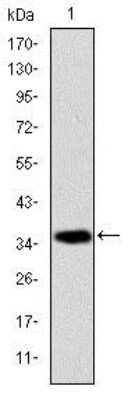 Western Blot: AIF Antibody (4E7)BSA Free [NBP2-37577]