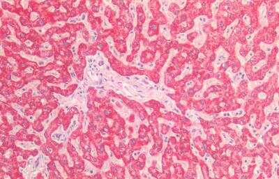 Immunohistochemistry-Paraffin: AIF Antibody [NBP2-42496]