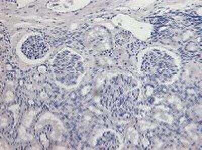 Immunohistochemistry-Paraffin: AIF Antibody [NBP2-42509]