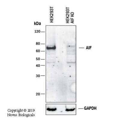 Knockout Validated: AIF Antibody [NBP2-27177]