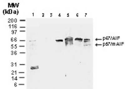 Western Blot: AIF Antibody [NBP2-27177]