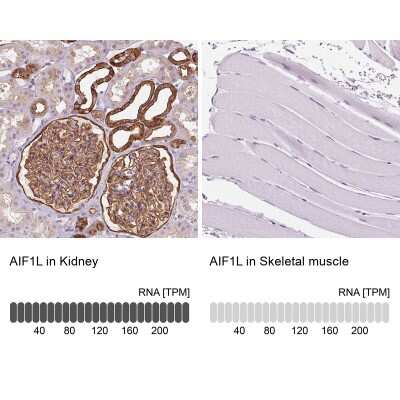 Immunohistochemistry-Paraffin: AIF1L Antibody [NBP2-32004]