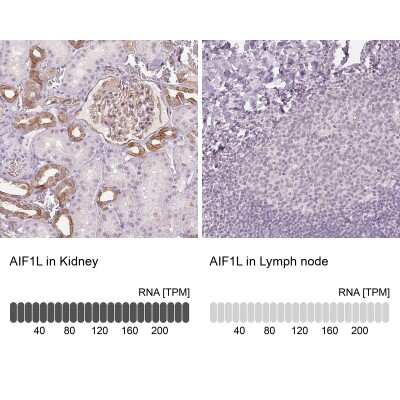 Aif L Antibody Nbp Bio Techne