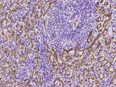 Immunohistochemistry-Paraffin: AIF1L Antibody [NBP2-97372]