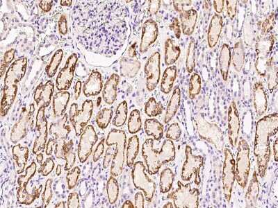 Immunohistochemistry-Paraffin: AIF1L Antibody [NBP2-99233]