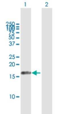 Western Blot: AIF1L Antibody [H00083543-B01P]