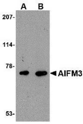 Western Blot: AIFM3 AntibodyBSA Free [NBP1-76378]