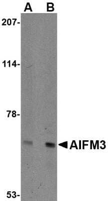 Western Blot: AIFM3 AntibodyBSA Free [NBP1-76889]