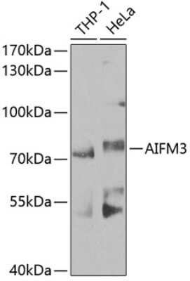 Western Blot: AIFM3 AntibodyBSA Free [NBP2-92837]