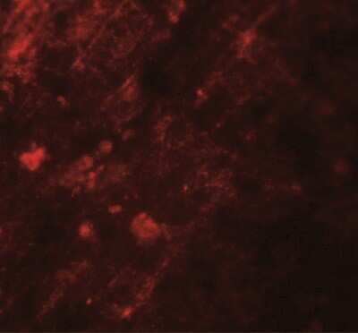 Immunocytochemistry/ Immunofluorescence: AIG1 AntibodyBSA Free [NBP2-41166]