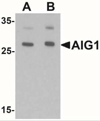 Western Blot: AIG1 AntibodyBSA Free [NBP2-41166]