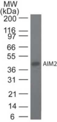 Western Blot: AIM2 Antibody (10M2B3)Azide and BSA Free [NBP2-80566]