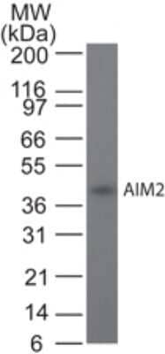 Western Blot: AIM2 Antibody (10M5G5)Azide and BSA Free [NBP2-80565]