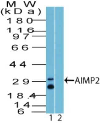 Western Blot: AIMP2 Antibody [NBP2-27094]