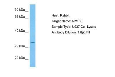 Western Blot: AIMP2 Antibody [NBP2-86968]