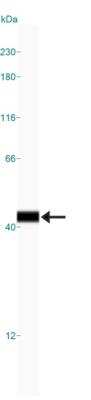 Simple Western: AIP/ARA9 Antibody (35-2) [NB100-127]